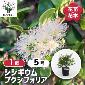 ハケア ラウリナ(ピンクッション) 花木苗 4.5号/1個売り オージー