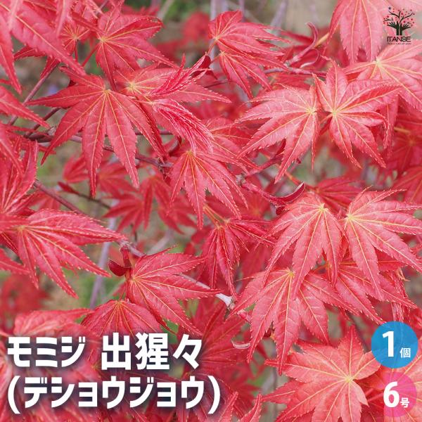 モミジ(カエデ)の苗木 出猩々(デショウジョウ) 花木苗 6号/1個売り 庭木の苗 植木の苗木 ムラ...