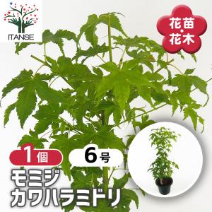 イロハモミジ 花木苗 8号/1個売り 庭木の苗 植木の苗木 モミジ 紅葉