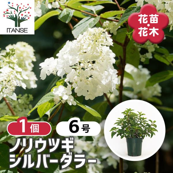 ノリウツギ シルバーダラー 花木苗 6号/1個売り 庭木 シンボルツリー 記念樹 花木 苗 苗木 花...