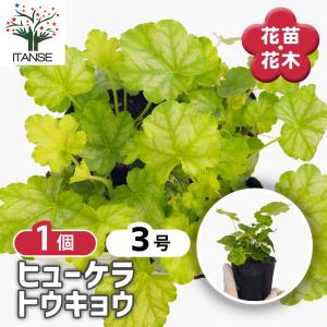 ミューレンベルギア カピラリス 花苗 3.5号/お買い得4個セット 苗 花の