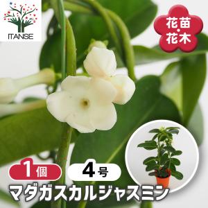 キンリョウヘン 金稜辺 花芽2芽付き 4号ポット苗 令和8年春開花見込み