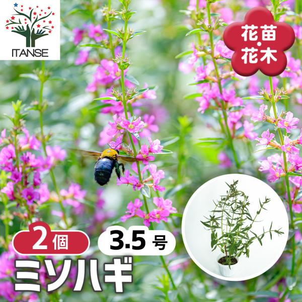 ミソハギ 花苗 3.5号/お買い得2個セット 禊萩 盆花 ぼんばな 精霊花 しょうりょうばな 水掛け...