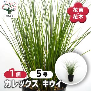 カレックス エバーゴールド 5号ポット大苗 : 苗木部 花ひろば