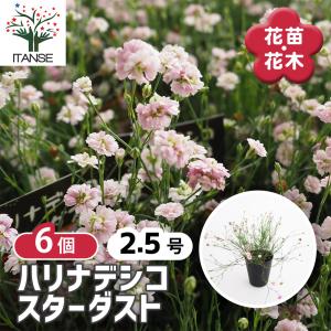 日本花キ流通 西洋椿 ヌチオズ・ジュエル 12cmポット 開花予定株