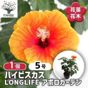 ITANSE フィリカ プベッセンス ハイドラ 花苗 7号鉢 1個売り 花の苗