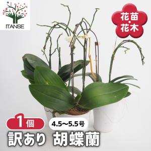 お買い得一点物咲き進み株】加藤農園 クリスマスローズ フレグランス