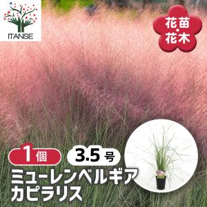 ミューレンベルギア カピラリス 花苗 3.5号/お買い得4個セット 苗 花の