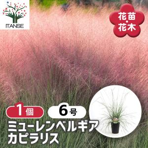 ミューレンベルギア 花苗 4.5号/1個売り カピラリス ピンクミューリー