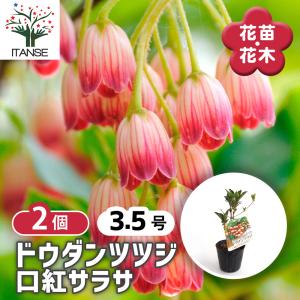 ドウダンツツジのおすすめ人気商品一覧 通販 - Yahoo!ショッピング