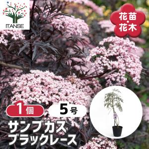 サンブカス ブラックレース 西洋ニワトコ : nico-flowers - 通販