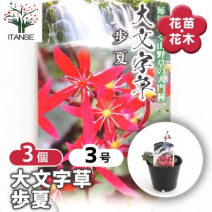 ホスタ(ギボウシ) 黄金オトメギボウシ 花木苗 4.5号/お買い得2個セット