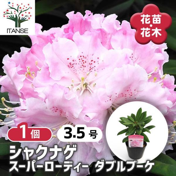 シャクナゲ スーパーローディーダブルブーケ 花木苗 3.5号/1個売り ロードデンドロン Rhodo...