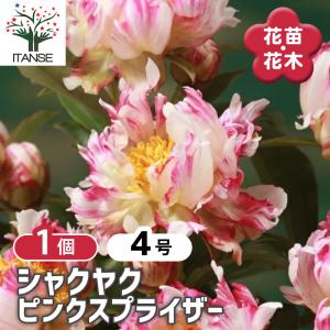 クリスマスローズ苗 開花見込大株 ダブルホワイトブロッチ 杉山交配