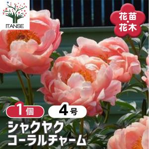 芍薬（シャクヤク／ピオニー） ピンクハワイアンコーラルの苗 : 植物