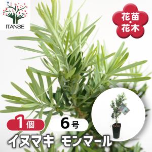 礼文アツモリソウ 花1芽株 : 岩崎園芸ネットストア Yahoo店 - 通販