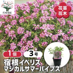 宿根イベリス マジカルサマーバイブス 花苗 3号/1個売り トキワナズナ アブラナ科 ガーデニング 園芸品種 グランドカバー 即納