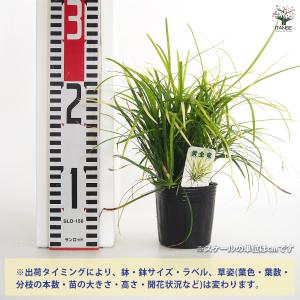 リュウノヒゲ 玉竜 黄金竜 花苗 3号/1個売...の詳細画像1