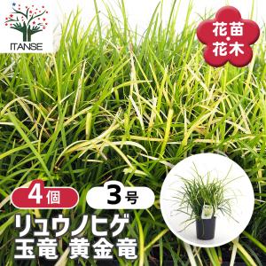 リュウノヒゲ 玉竜 黄金竜 花苗 3号/お買い得4個セット カラーリーフ 花の苗 竜の髭 グランドカバー