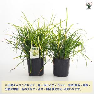 リュウノヒゲ 玉竜 黄金竜 花苗 3号/お買い...の詳細画像2