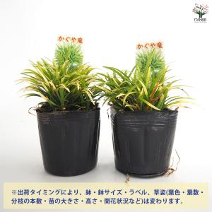 リュウノヒゲ 玉竜 カグヤリュウ 花苗 2.5...の詳細画像2