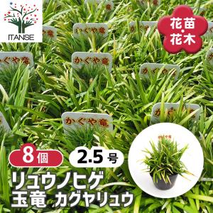 リュウノヒゲ 玉竜 カグヤリュウ 花苗 2.5号/お買い得8個セット カラーリーフ 花の苗 竜の髭 グランドカバー