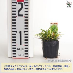 リュウノヒゲ 玉竜 カグヤリュウ 花苗 2.5...の詳細画像1