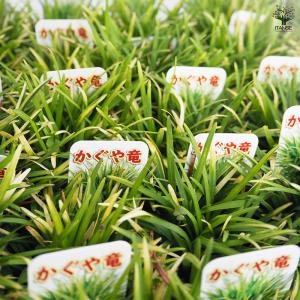 リュウノヒゲ 玉竜 カグヤリュウ 花苗 2.5...の詳細画像4