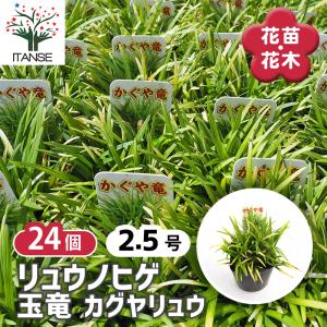 リュウノヒゲ 玉竜 カグヤリュウ 花苗 2.5号/お買い得24個セット カラーリーフ 花の苗 竜の髭 グランドカバー