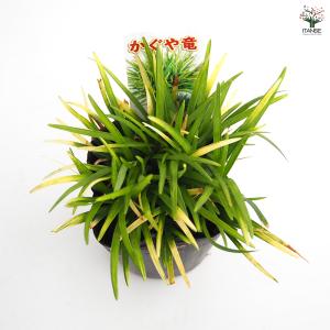 リュウノヒゲ 玉竜 カグヤリュウ 花苗 2.5...の詳細画像3