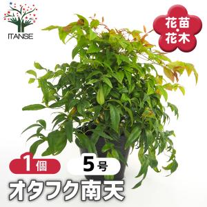 西洋ツゲ ブクサス 5号ポット苗 爆買いweek : 苗木部 花ひろば