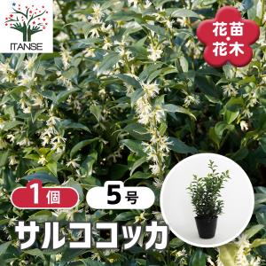 ムスカリ ホワイトマジック 花球根 10球/お買い得4個セット 球根 花の