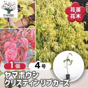 ◇チャメロプス フミリス ボルケーノ 7号◇チャメロップス◇chamaerops