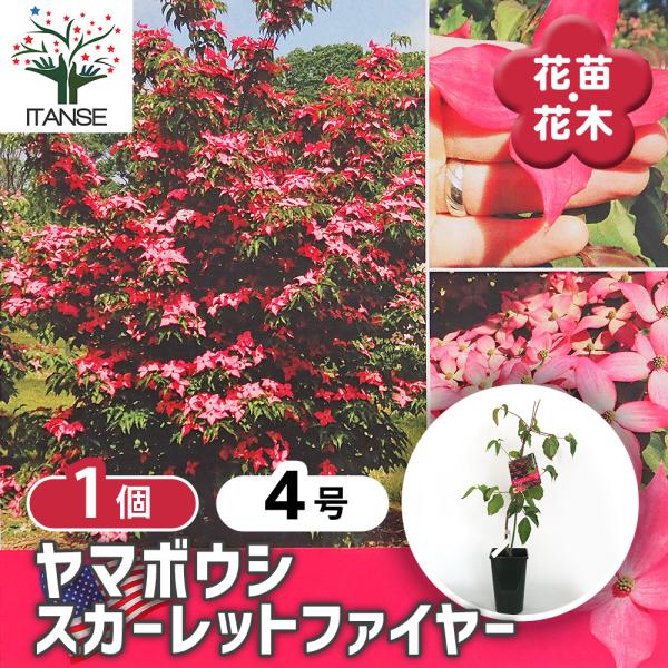 ヤマボウシ スカーレットファイヤー 花木苗 4号/1個売り ヤマボウシ苗 ヤマボウシの苗 ヤマボウシ...