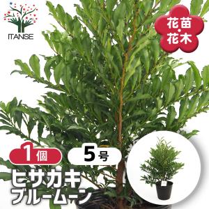 もみの木 (ウラジロモミ) 樹高70〜80cm前後 (根鉢含まず) 単品 本物の