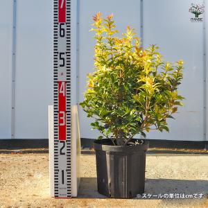 五色ヒイラギ 花木苗 7号/1個売り ゴシキヒ...の詳細画像1