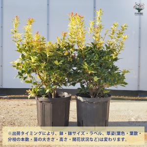 五色ヒイラギ 花木苗 7号/1個売り ゴシキヒ...の詳細画像2