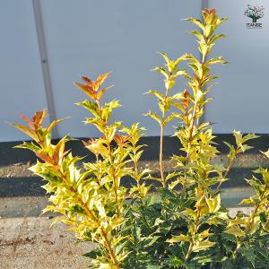五色ヒイラギ 花木苗 7号/1個売り ゴシキヒ...の詳細画像4