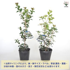 オニヒイラギ 花木苗 5号/1個売り 鬼柊 魔...の詳細画像2