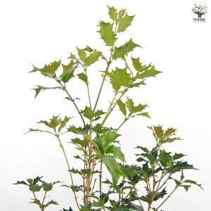 オニヒイラギ 花木苗 5号/1個売り 鬼柊 魔...の詳細画像4