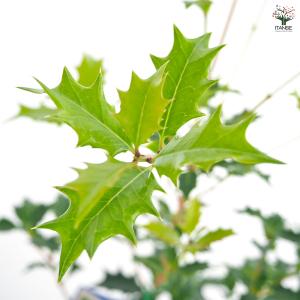 オニヒイラギ 花木苗 5号/1個売り 鬼柊 魔...の詳細画像5