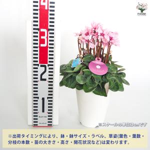 シクラメン イリュージアピンクラテ 花苗 4号...の詳細画像1