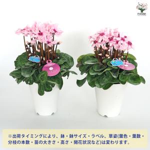 シクラメン イリュージアピンクラテ 花苗 4号...の詳細画像2