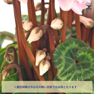 シクラメン イリュージアピンクラテ 花苗 4号...の詳細画像3