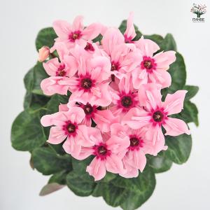 シクラメン イリュージアピンクラテ 花苗 4号...の詳細画像4