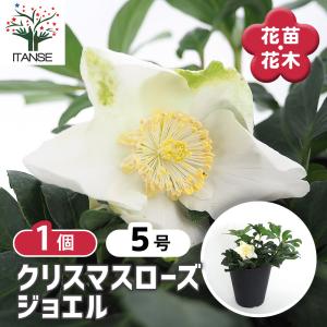 クリスマスローズ 開花確認株 137 ホワイトダブル 花はついていません