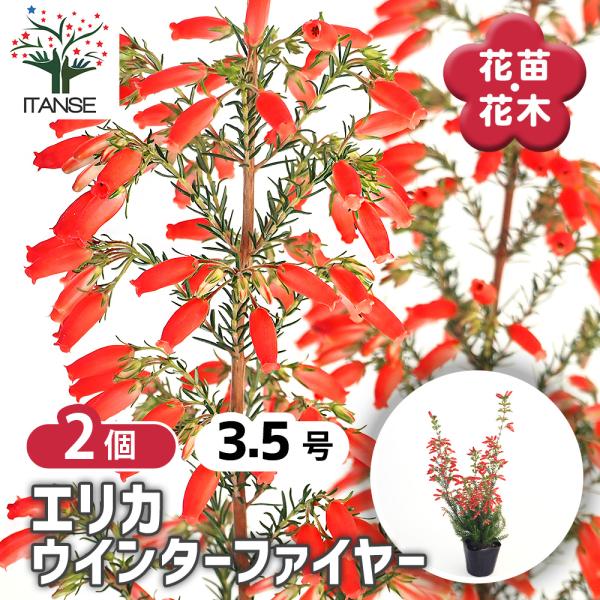 エリカ ウインターファイヤー 花木苗 3.5号/お買い得2個セット 園芸品種 寄せ植え 苗木 花木 ...