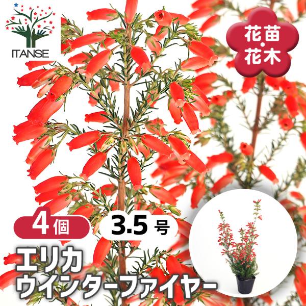 エリカ ウインターファイヤー 花木苗 3.5号/お買い得4個セット 園芸品種 寄せ植え 苗木 花木 ...