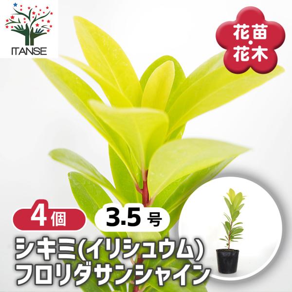 シキミ(イリシュウム) フロリダサンシャイン 花木苗 3.5号/お買い得4個セット 常緑 低木 光沢...