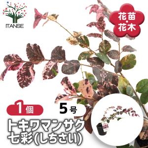 トキワマンサク 七彩 庭木 3.5号/お買い得3個セット 常盤万作 常盤満作